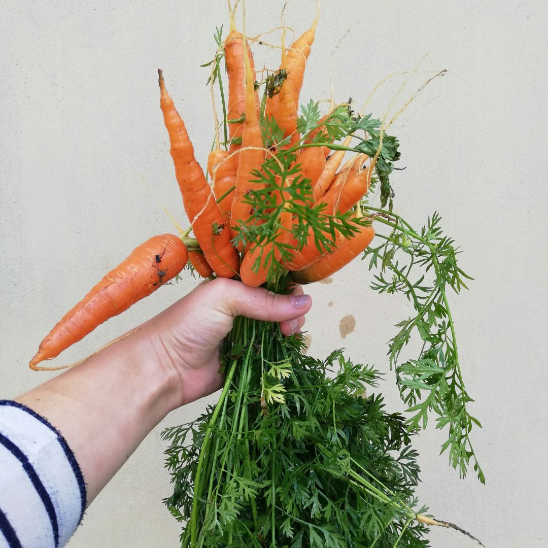 Citrus Carrot Ginger Jalapeno Salad